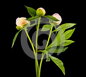 Peony flower isolated on black background