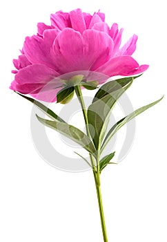 Peony flower