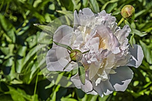Peony flower, its buds and leaves in the rays of the summer June sun in the afternoon.