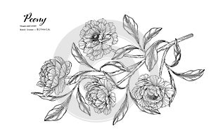 Peony flower and leaf hand drawn botanical illustration with line art