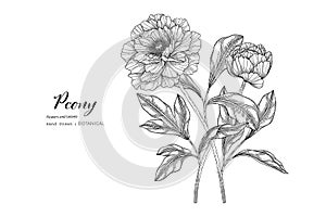 Peony flower and leaf hand drawn botanical illustration with line art