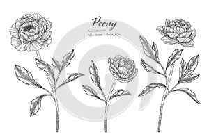 Peony flower and leaf hand drawn botanical illustration with line art