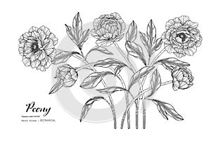 Peony flower and leaf hand drawn botanical illustration with line art