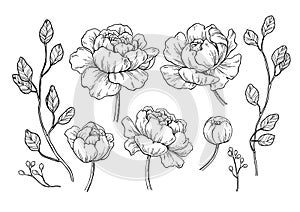 Peony flower and leaves drawing. Vector hand drawn engraved flor