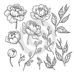 Peony flower and leaves drawing. Vector hand drawn engraved flor