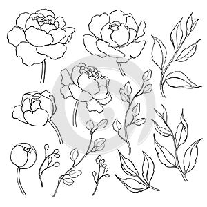 Peony flower and leaves line drawing. Vector hand drawn outline