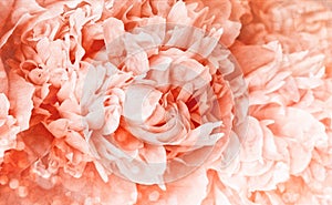 Peony flower with light background