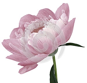 Peony flower light pink Flower with green leaves on a stem isolated on white background. No shadows with clipping path. Close-up.