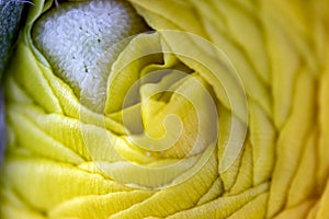 Peony flower, macro photo. Includes artistic design.