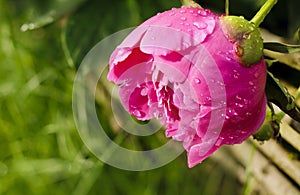 Peony flower in the morning dew