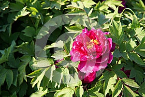 Peony flower in Nanhaizi Country Park