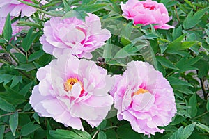 Peony flower in Nanhaizi Country Park