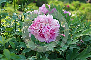 Peony flower in Nanhaizi Country Park