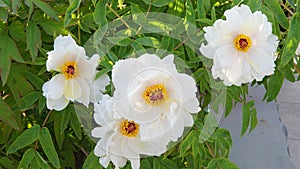 Peony flower in Nanhaizi Country Park