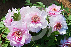 Peony flower in Nanhaizi Country Park