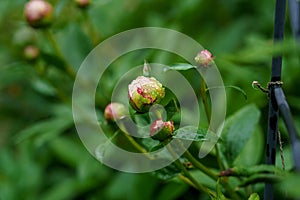 Peony flower Paeonia suffruticosa, tree peony, mudan flower just before blossoming