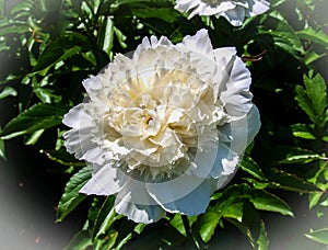 Peony Flower Paeony Blossom