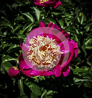 Peony Flower Paeony Blossom