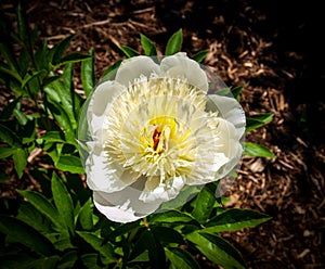 Peony Flower Paeony Blossom