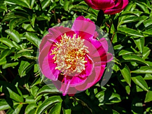 Peony Flower Paeony Blossom