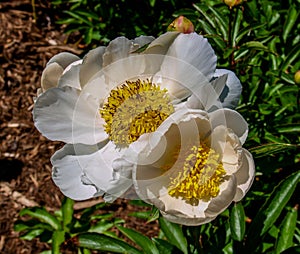 Peony Flower Paeony Blossom