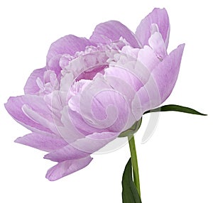Peony flower pink Flower with green leaves on a stem isolated on white background. No shadows with clipping path. Close-up.