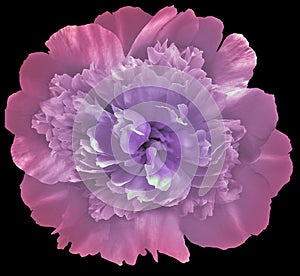 Peony flower pink-purple isolated on the black background..  Close-up.