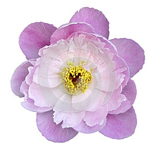 Peony flower pink on a white isolated background with clipping path. Nature. Closeup no shadows. Garden