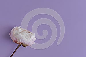 Peony flower on purple background