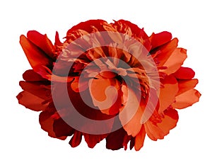 Peony flower red on isolated white background with clipping path no shadows. Close-up. For design.