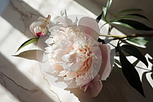 a peony flower with shadow, is, beige, snapshot aesthetic, kanimated gifs