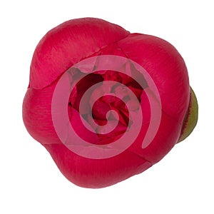 Peony flower of a tree-like burgundy color, isolate for clipping on a white background