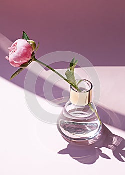 Peony flower in a vase on the pink background close up on the noon sun