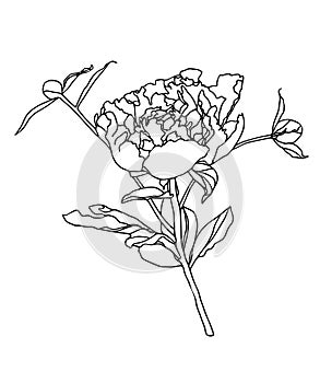 Peony flower vector drawing
