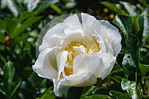 Peony flower with water droplets growing in park