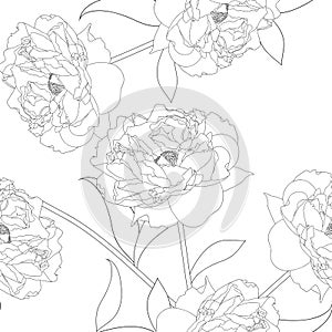 Peony Flower on White Background. Vector Illustration.