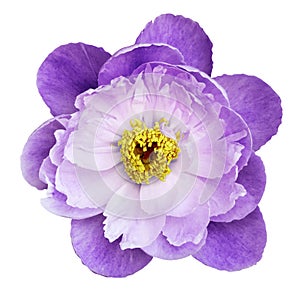 Peony flower white-purple on a white isolated background with clipping path. Nature. Closeup no shadows.