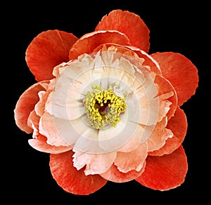 Peony flower white-red on thr black isolated background with clipping path. Nature. Closeup no shadows. Garden