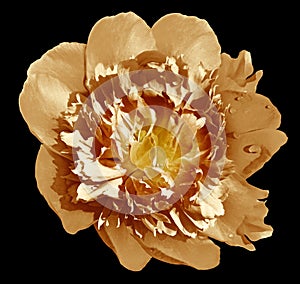 Peony flower yellow-orange on a black isolated background with clipping path. Nature. Closeup no shadows.