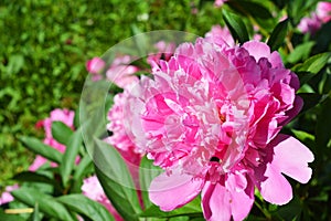 The peony is a flowering plant in the genus Paeonia.