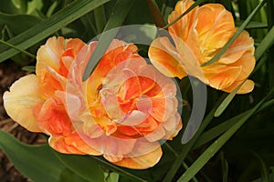Peony-flowering tulips light up an early spring garden