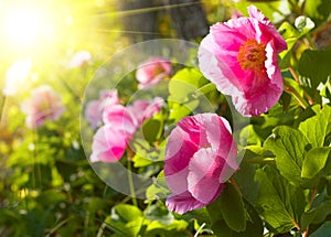 Peony flowers