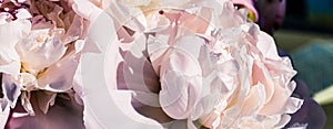 Peony flowers as luxury floral art background, wedding decor and event branding photo