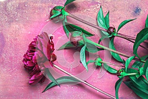 Peony flowers on a background of pink vintage wooden planks