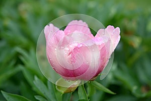 Peony flowers