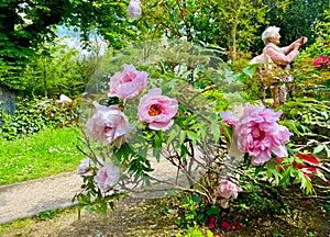 peony flowers in bloom during the month of April in Jardin des Plantes in Paris