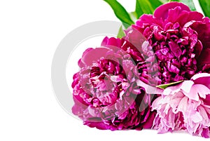Peony flowers bunch isolated on white background