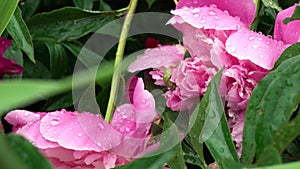 Peony flowers with drop of water after rain. Macro. A narrow zone of sharpness.