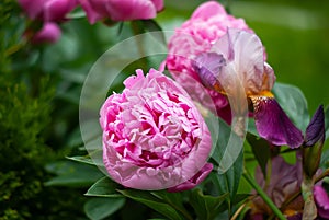 Peony flowers in the garden, soft focus. Fragrant rose petals. Delicate floral background..