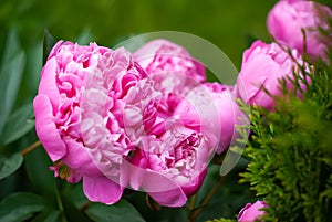 Peony flowers in the garden, soft focus. Fragrant rose petals. Delicate floral background. Romantic banner, delicate pink peony fl
